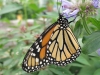 Butterfly Macro Shot at Lewis Ginter Botanical Garden, Richmond, Virginia