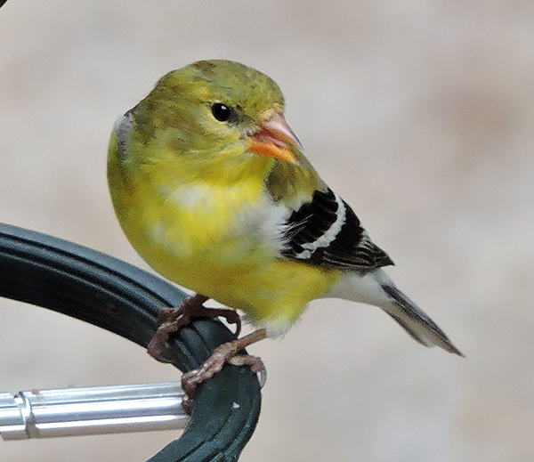 Bird-watching Setting - Goldfinch