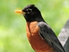 Bird-watching Setting - Robin