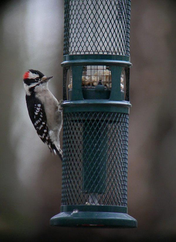 Woodpecker Taken with 4K Photo Setting