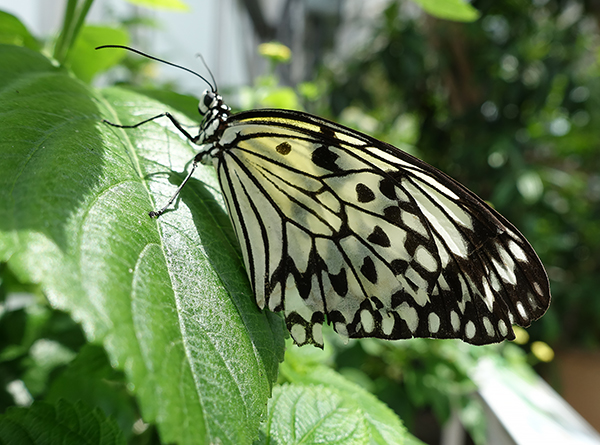Butterfly at Lewis Ginter Botanical Garden, Richmond, Virginia