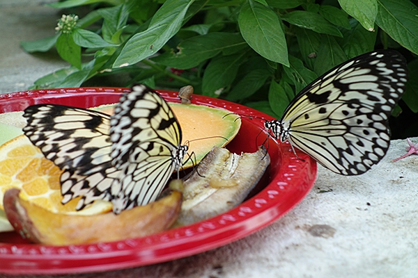 Butterflies at Lewis Ginter Botanical Garden, Richmond, Virginia