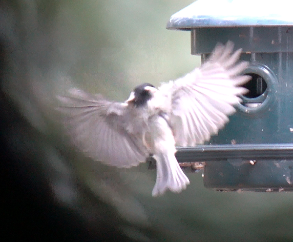 Frame Capture from 4K Video through Spotting Scope