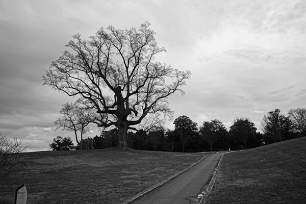 Rich-tone Monochrome Example